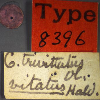 Media type: image;   Entomology 8396 Aspect: labels